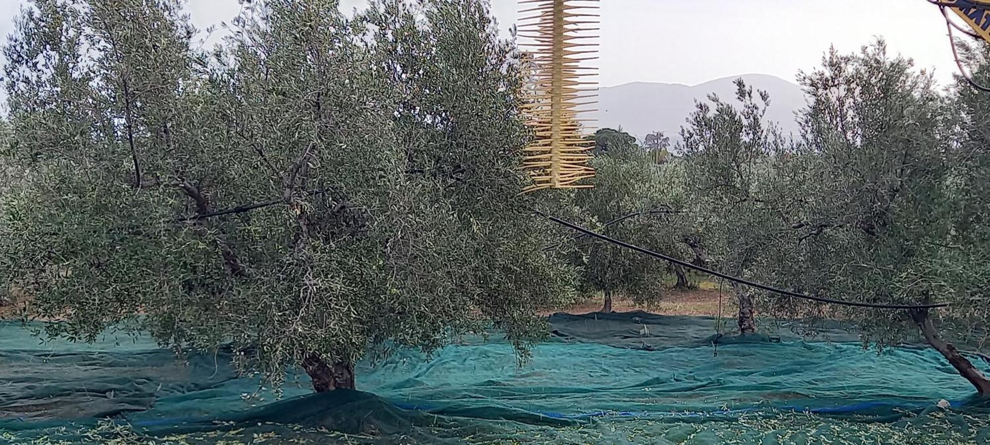 Ktima Develekou Daire Pigadhia  Dış mekan fotoğraf