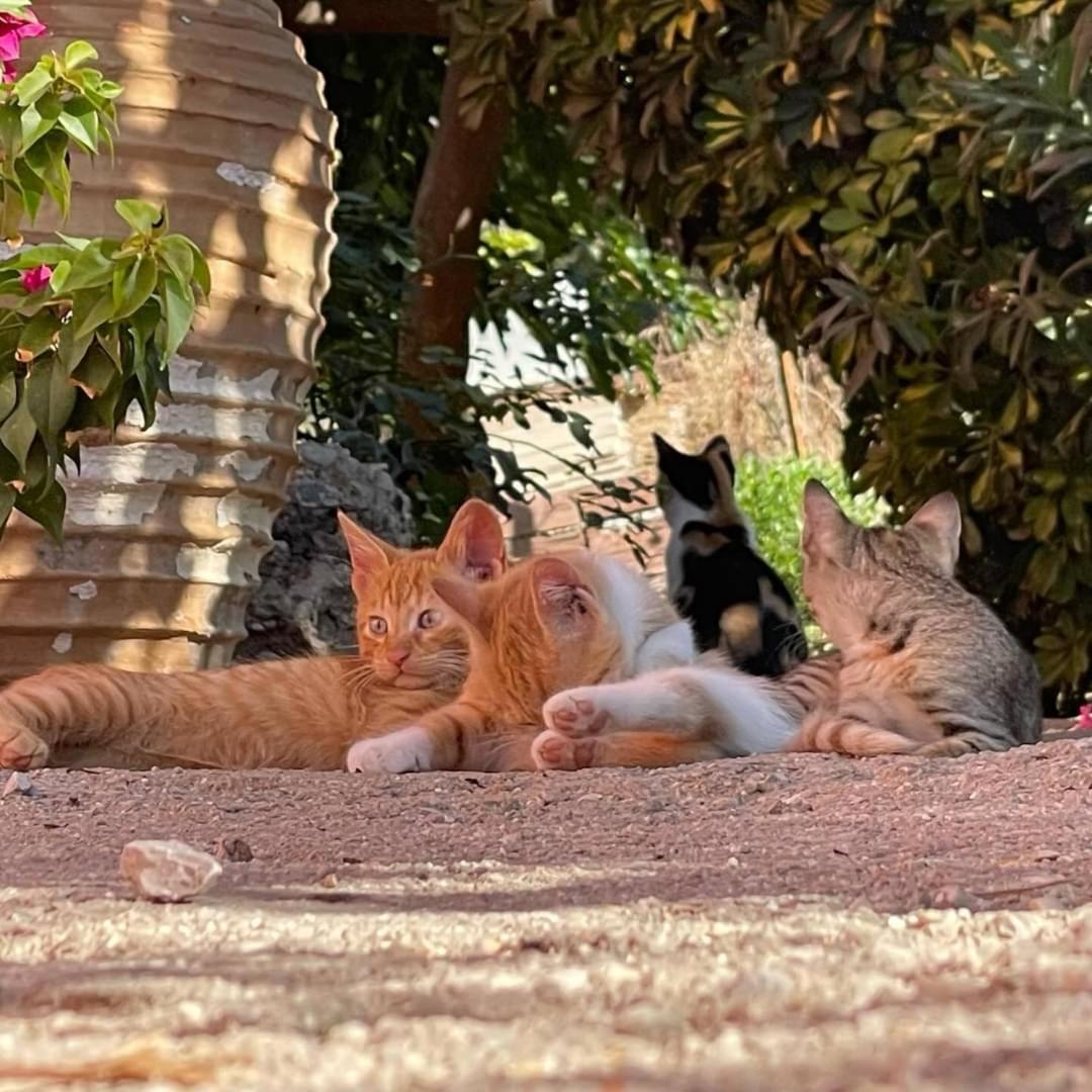 Ktima Develekou Daire Pigadhia  Dış mekan fotoğraf